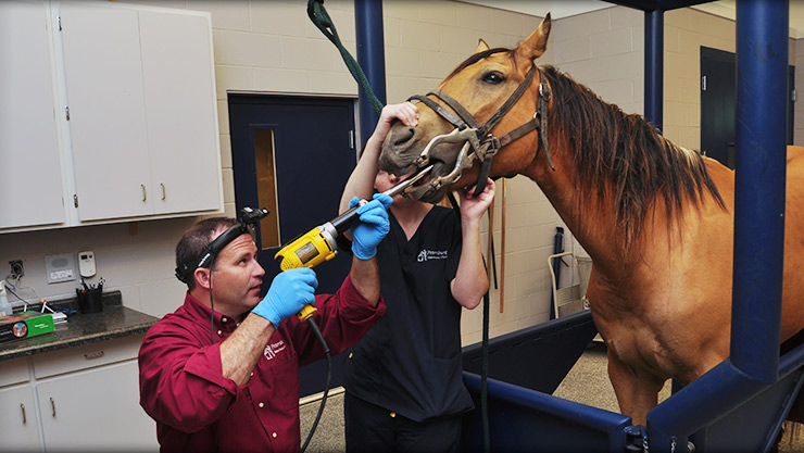 horse dental exams by age